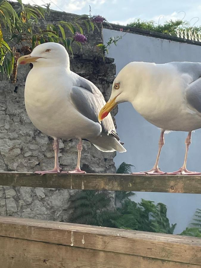 Garden Flat Just 2 Mins Walk From The Harbour Apartment